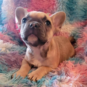 French Bulldog Puppy Lizzy