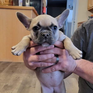 French Bulldog Puppy Lizzy