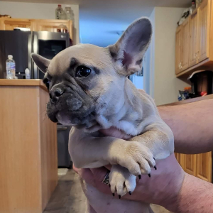 French Bulldog Puppy Lizzy