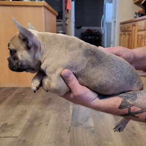 French Bulldog Puppy Lizzy