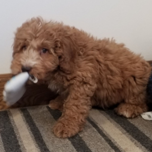 Labradoodle Puppy Ruffy