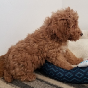 Labradoodle Puppy Ruffy
