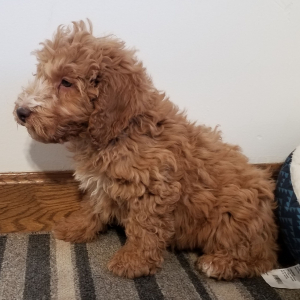 Labradoodle Puppy Ruffy