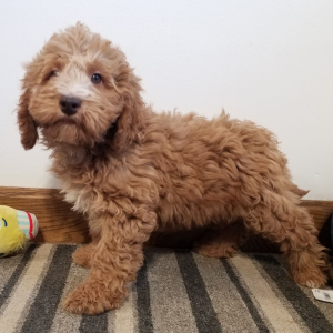 Labradoodle Puppy Ruffy