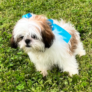 Shih Tzu Puppy Abigail