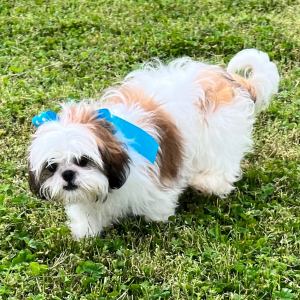 Shih Tzu Puppy Abigail