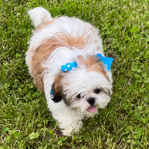 Shih Tzu Puppy Abigail
