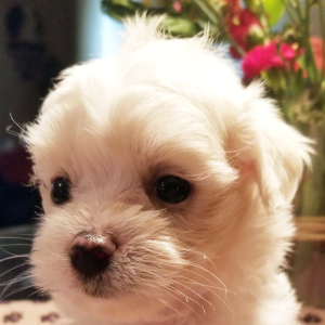 Maltese Puppy Paddi