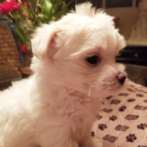 Maltese Puppy Paddi