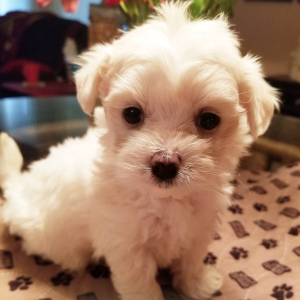 Maltese Puppy Paddi
