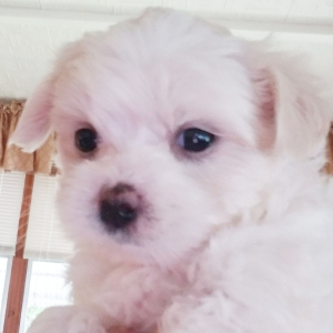 Maltese Puppy Paddi