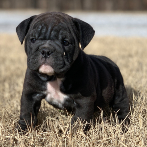 Bulldog Puppy Jetta
