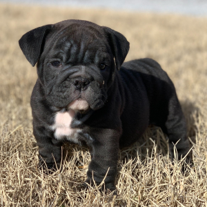Bulldog Puppy Jetta