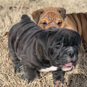 Bulldog Puppy Jetta