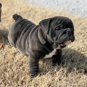 Bulldog Puppy Jetta