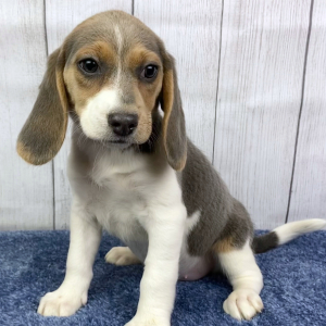 Beagle Puppy Marley