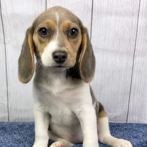 Beagle Puppy Marley