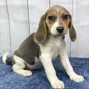 Beagle Puppy Marley