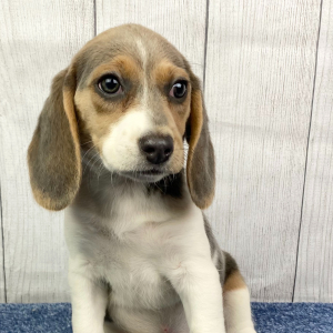 Beagle Puppy Marley