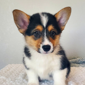 Pembroke Welsh Corgi Puppy Chase