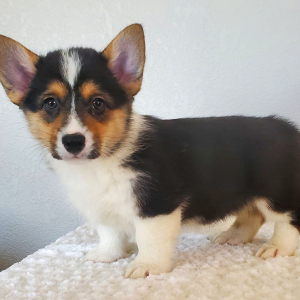 Pembroke Welsh Corgi Puppy Chase