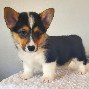 Pembroke Welsh Corgi Puppy Chase