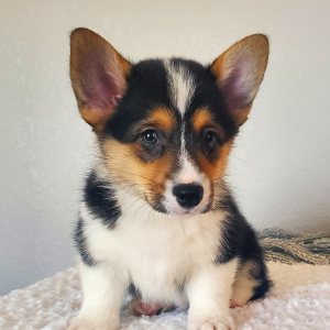 Pembroke Welsh Corgi Puppy Chase