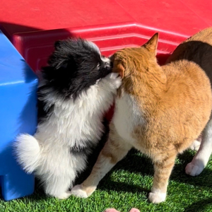 Pomeranian Puppy Bruno