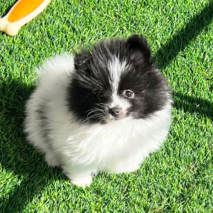 Pomeranian Puppy Bruno