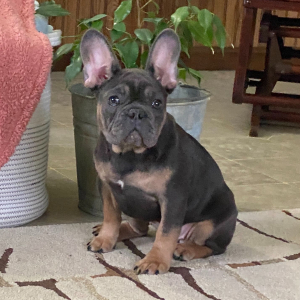 French Bulldog Puppy Oakley