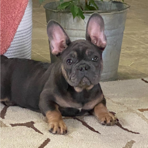 French Bulldog Puppy Oakley