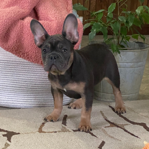 French Bulldog Puppy Oakley