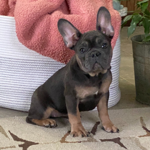 French Bulldog Puppy Oakley
