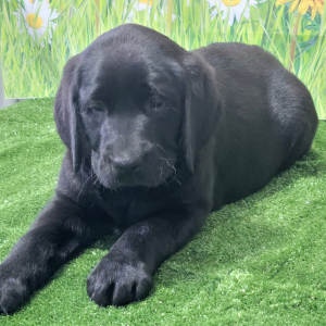Labrador Retriever Puppy Nancy