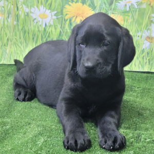Labrador Retriever Puppy Nancy