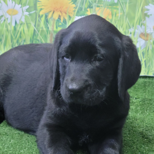 Labrador Retriever Puppy Nancy