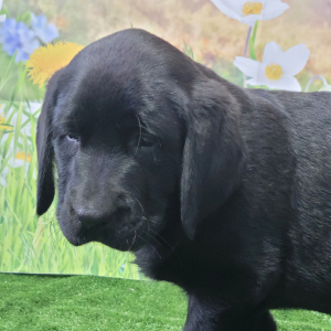 Labrador Retriever Puppy Nancy