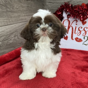 Shih Tzu Puppy Bismol