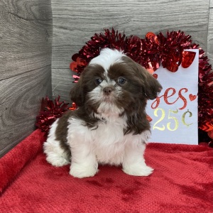Shih Tzu Puppy Bismol