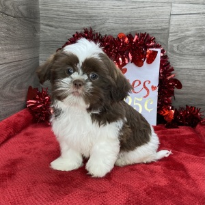 Shih Tzu Puppy Bismol