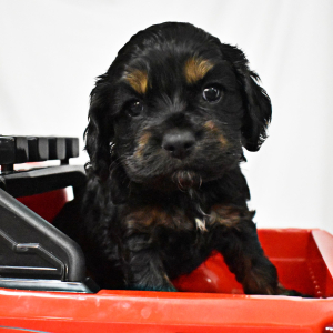 Cocker Spaniel Puppy Bruno