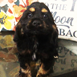 Cocker Spaniel Puppy Bruno