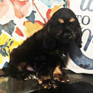 Cocker Spaniel Puppy Bruno