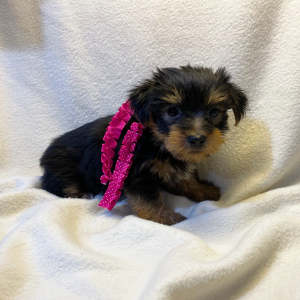 Yorkshire Terrier Puppy Jess