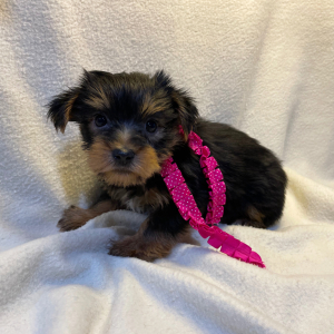 Yorkshire Terrier Puppy Jess