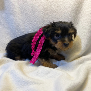 Yorkshire Terrier Puppy Jess