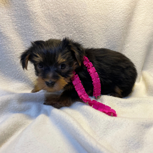 Yorkshire Terrier Puppy Jess