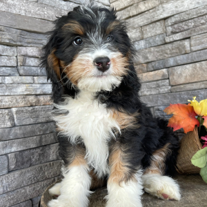 Bernedoodle Puppy Bev