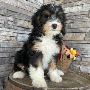Bernedoodle Puppy Bev