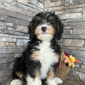 Bernedoodle Puppy Bev
